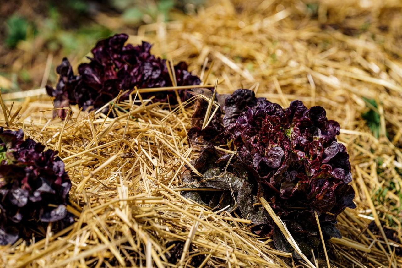 Agriturismo Biologico Autosufficienza 바뇨디로마냐 외부 사진
